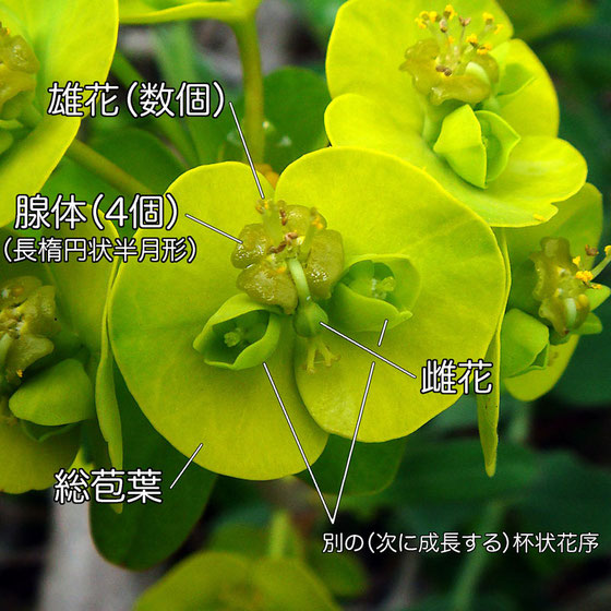 ハギクソウの花の構造−2（雄花、雌花、腺体、総苞葉、杯状花序）