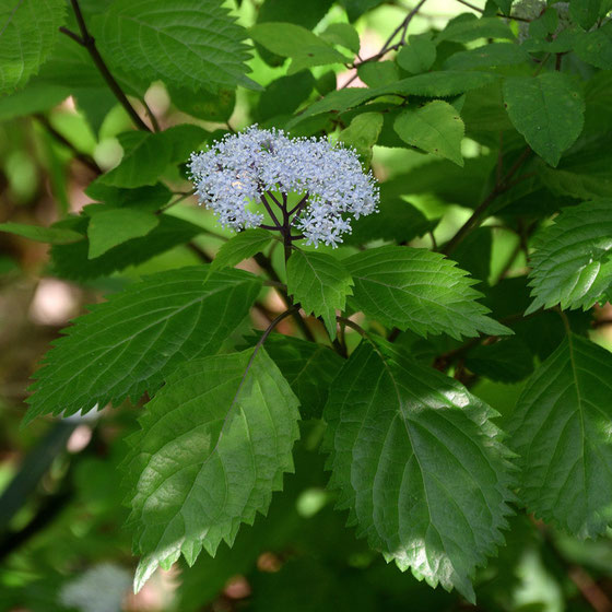 コアジサイには、アジサイ属の特徴的な装飾花はなく、すべて普通花。