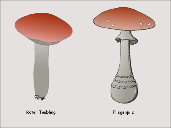 Roter Täubling, Fliegenpilz