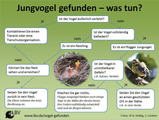 Praktische Grafik mit einzelnen Schritten beim Vogelfund © LBV