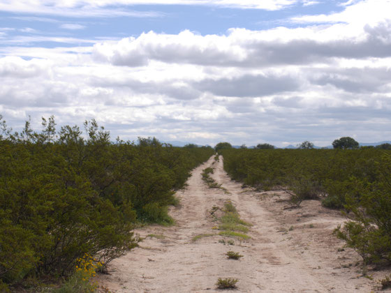 The same trail into the desert, some 30-60 minutes later