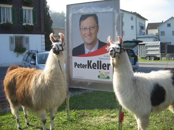 Lama, Keller, Lama (von links nach rechts oder von rechts nach links)