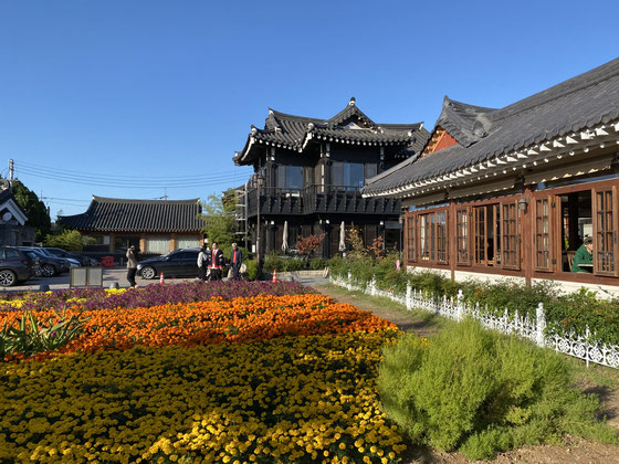 quartiere tradizionale di Gyeongju con case tipiche in legno e giardinetti di crisantemi colorati