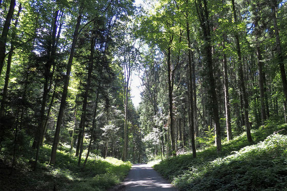 Luzern Friedenstag Wald Gütschwald Tag des Friedens