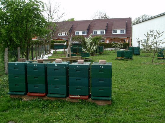 Der Hausstand mit Blick auf die Häuserreihe...Mit guten Königinnen können Bienen auch so dicht an Wohnstätten gehalten werden.
