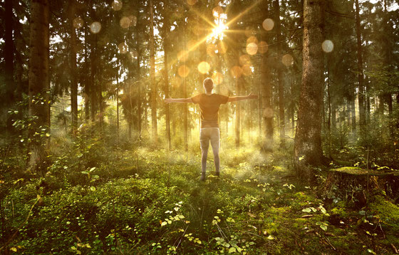 Person mit offenen Armen im Sonnenlicht zwischen Bäumen – Achtsamkeit, Resilienztraining und innere Balance durch Naturcoaching bei AufBäumen.