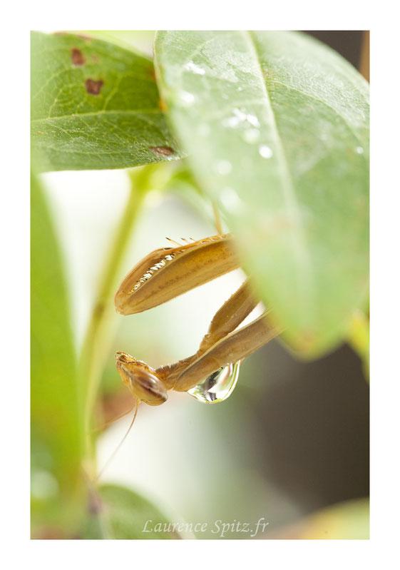 • Mante à l'eau •