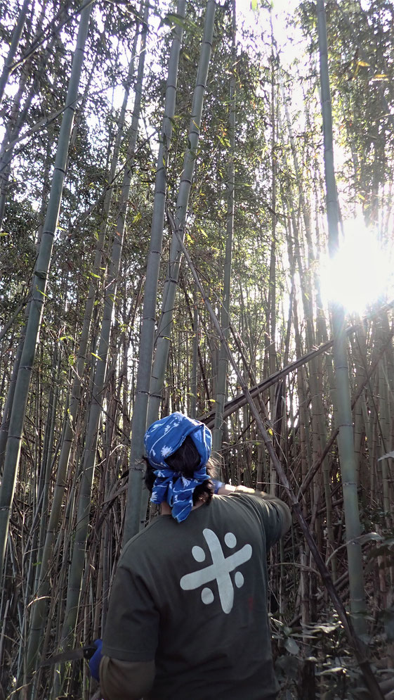 竹細工にするマダケを見分けるのは難しい。荒れた放置林なので、これほど本数があっても使えるのは少ない。