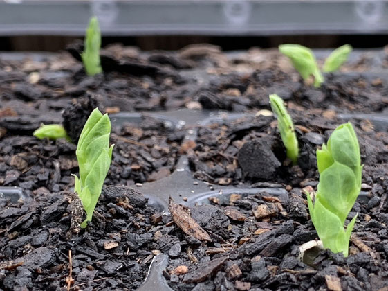 Baby pea plants emerging from seed trays in the greenhouse.