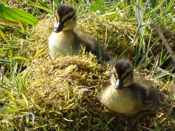 Entchen im Garten
