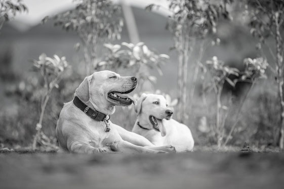 Hunde Trauergalerien