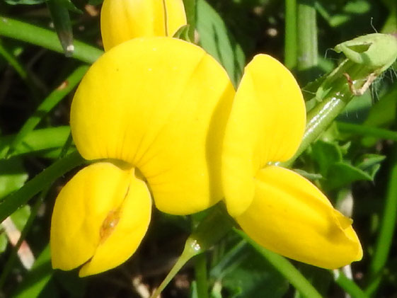 渡良瀬遊水地に生育しているミヤコグサ(花)の画像