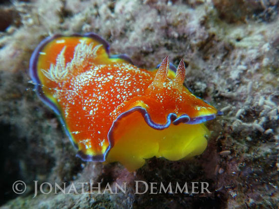 Goniobranchus albopunctatus
