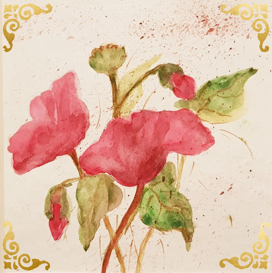 Mohn Schein