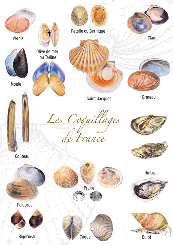 nom des coquillages de mer