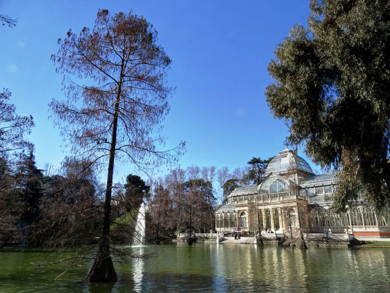 Ciprés Calvo del Palacio de Cristal. Madrid.