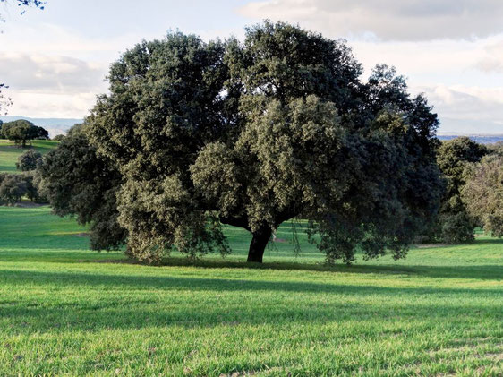 LA ENCINA MACHO. Sevilla la Nueva. Árbol Singular de la Comunidad de Madrid.