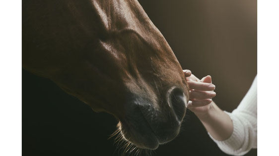 Tête de cheval bai sur la gauche de l'image. Une main de femme venant de la droite de l'image lui caresse le bout du nez.