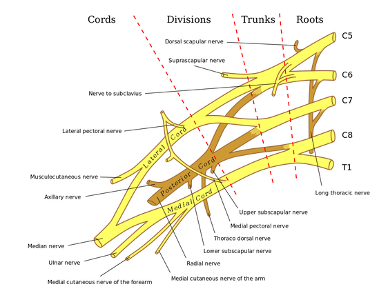 brachial plexus overview