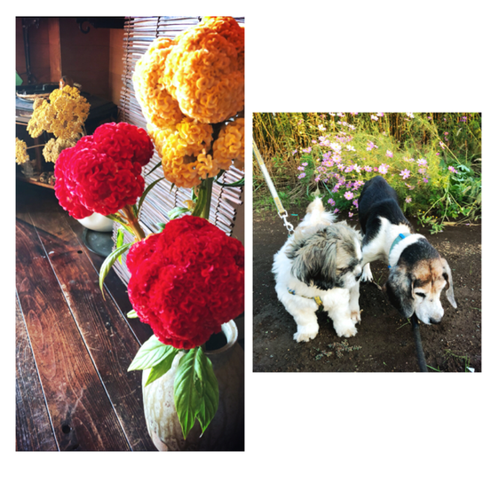 いただいたお花と我が家の老犬ビーグルと中年シーズー。昨日の台風で倒れていたコスモスと。