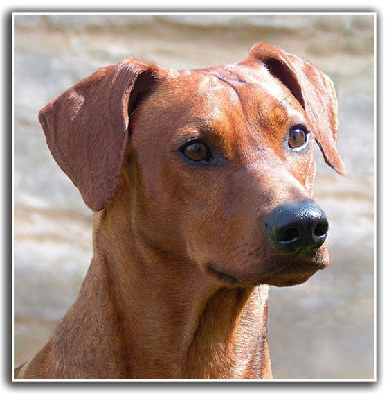 CHARAKTER - Dark Angels Deutsche Pinscher - Verantwortungsvolle Liebhaberzucht von erfolgreichen ...