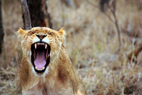 Bild einer fauchenden Löwin als Symbol für Abgrenzung von hochsensiblen Menschen