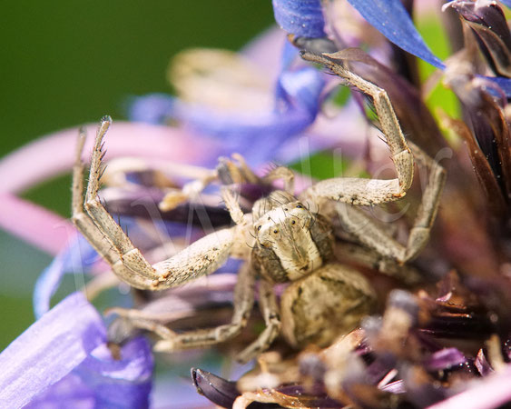 Bild: Busch-Krabbenspinne, Xysticus spec., Thomisidae, crab spider, Spinnentiere, Arachnida, Sonnenhut, Rudbeckia