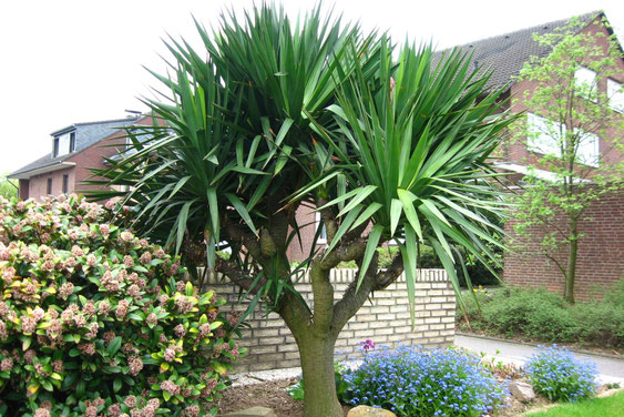 Bild Yucca gloriosa/recurvifolia (c) Martin Werner