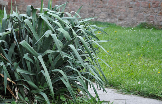 Bild Yucca flaccida, hierzulande oft in Gärten und Parks zu finden 