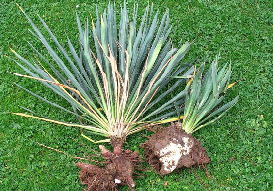 Bild Kräftiges Rhizomsystem an Yucca filamentosa/flaccida