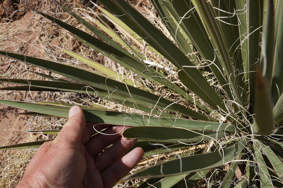 Bild Yucca baileyi X baccata-Blätter (c) Horst Faber