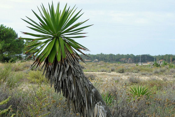 Bild Yucca gloriosa Cap Ferret 