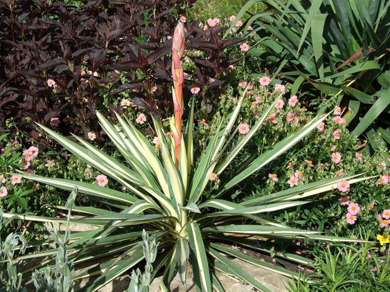 Bild Eine der neueren Sorten: Yucca 'Clolor Guard'