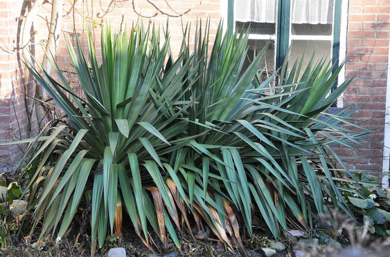 Bild Yucca recurvifolia (= Y. gloriosa var. tristis)