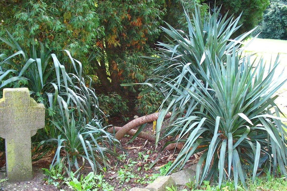 Bild Klassische Yucca recurvifolia (c) Martin Werner