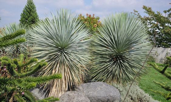 Bild Yucca rostrata ind Kultur in Niederösterreich (c) Thomas Boeuf