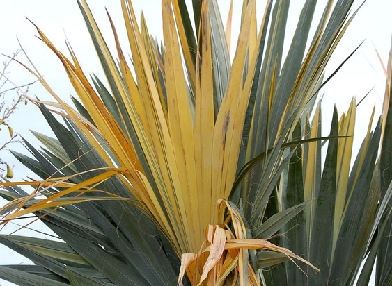 Bild W. filifera mit panaschierten Blattsegmenten (c) S. Weißbeck