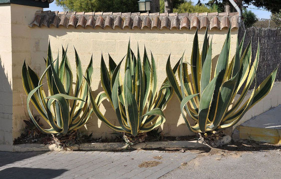 Bild Agave americana ist weltweit eine beliebte Zierpflanze