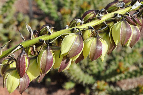 Bild Yucca nana-Blütenstand im Boga Halle