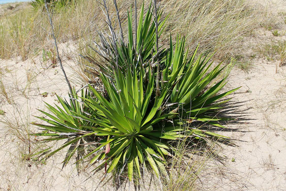 Bild Yucca gloriosa Süd Frankreich (c) Frederic Julien