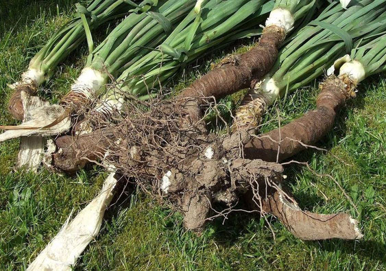 Bild Rhizomtriebe an Yucca gloriosa/recurvifolia