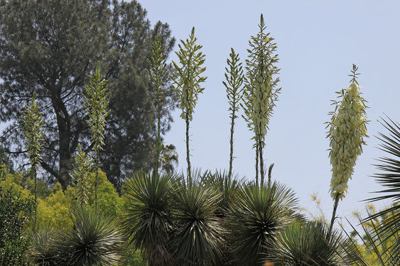 Bild Yucca thompsoniana - Blütenstände (c) Christian Zolles