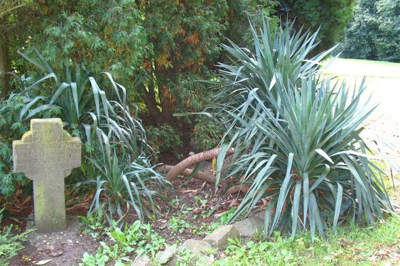 Bild Yucca recurvifolia (c) Martin Werner