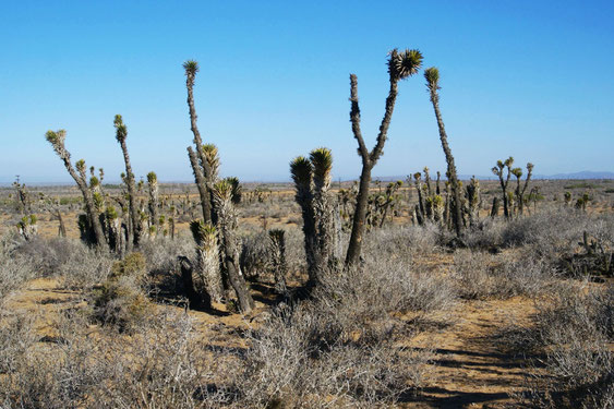 Bild Yucca valida • Vizcaino desert • Baja California (c) Bertus Spee 