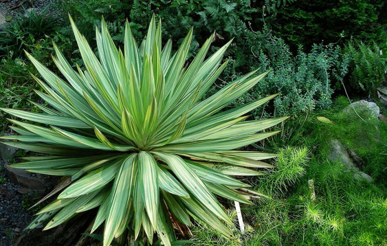 Bild Yucca 'Tiny Star' | Juniper Level Botanic Garden (c) Michael Papay