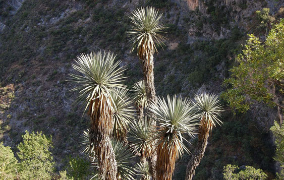 Bild Yucca potosina © Paul Spracklin 