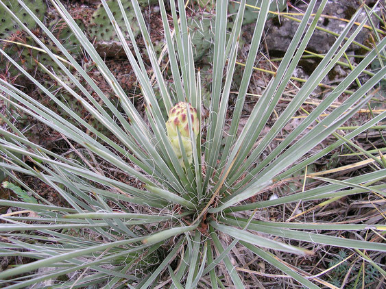 Bild Yucca glauca