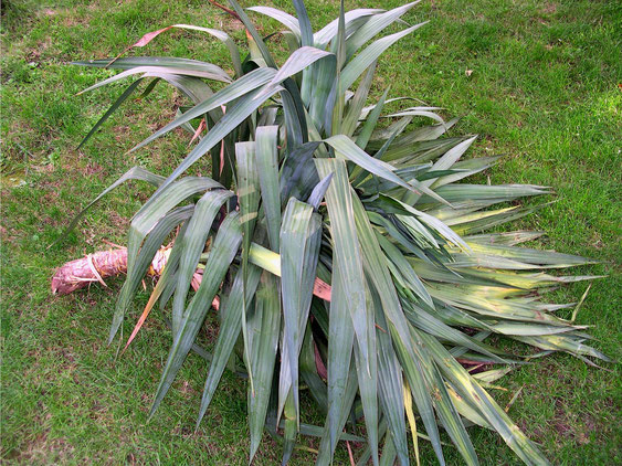 Bild Abgesägte Yucca aus dem Grünabfall (c) Thomas Boeuf