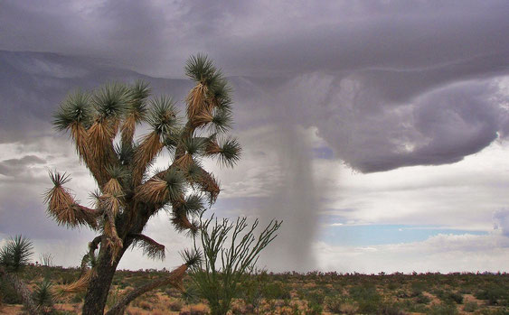 Bild Yucca brevifolia © Jan Emming