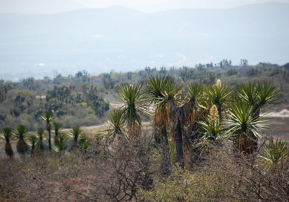 Bild Yucca periculosa © Paul Spracklin 